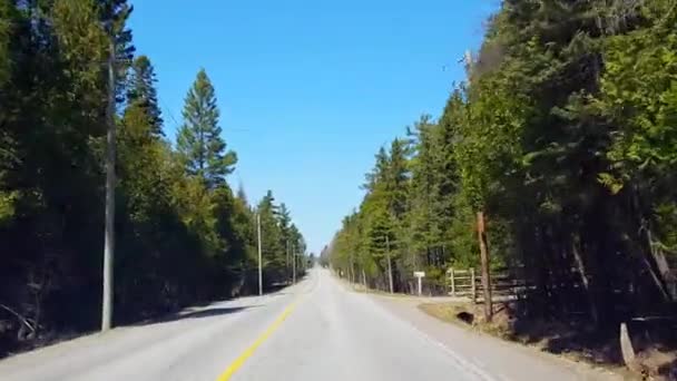 春の日中に田舎の森を運転 美しい日当たりの良い森林の木の風景に沿ってビューポブのドライバーの視点 — ストック動画