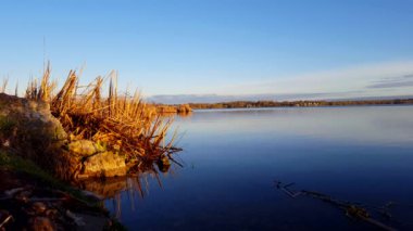 Sabah gölün yanında rahatsız edilmemiş kuşlar. Doğada Lakeside Kuş Yaban Hayatı ile Tranquil Sahne.