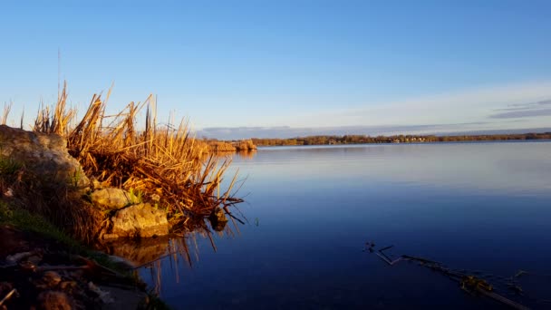 Undisturbed Birds Lake Morning Inglés Escena Tranquila Con Aves Junto — Vídeos de Stock