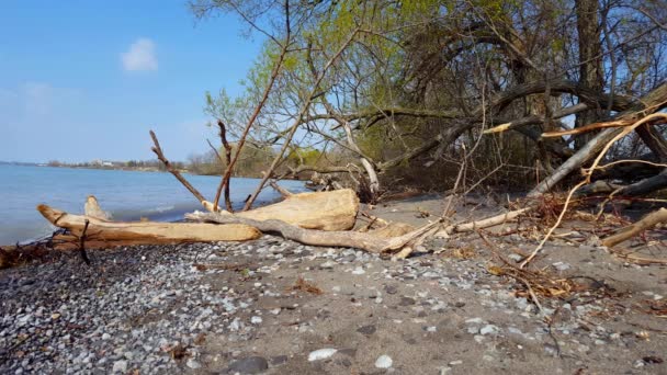 Beach Landscape Loose Driftwood Washed Ashore Summer Живописный Берег Волнами — стоковое видео