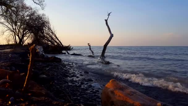 Sabah Uçan Kuşlar Ile Beautiful Beach Shore Küçük Breaking Dalgalar — Stok video