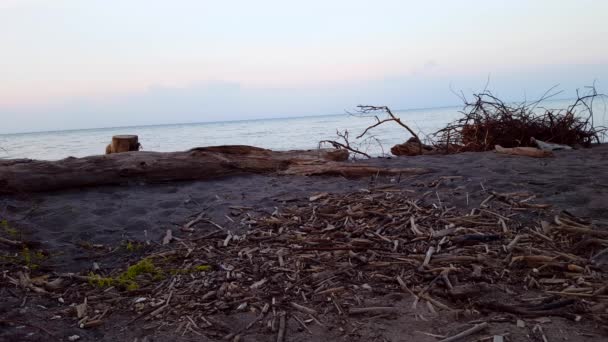 Gyönyörű Tengerpart Tengerparton Driftwood Reggel Nappali Vakáció Shoreline Beach Mosott — Stock videók