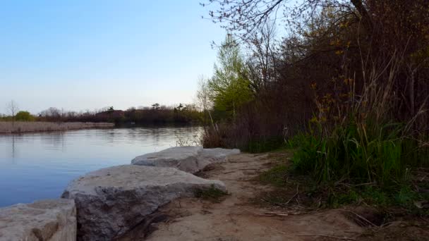 早晨河场景在白天 河畔流水渠水在夏季白天 — 图库视频影像