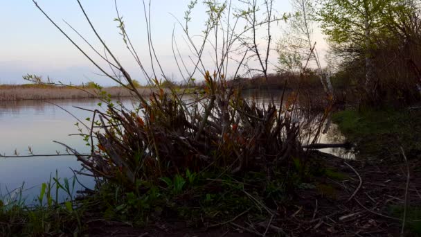 早晨河场景在白天 河畔流水渠水在夏季白天 — 图库视频影像