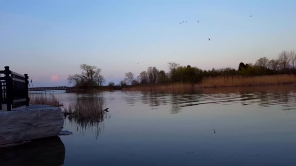 Reggel Folyó Jelenet Wildlife Birds Nap Riverside Áramló Csatorna Víz — Stock videók