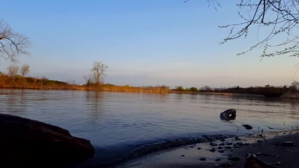 Ranní Scéna Řeky Labutí Plavání Divočina Ptáci Létající Přes Vodu — Stock video