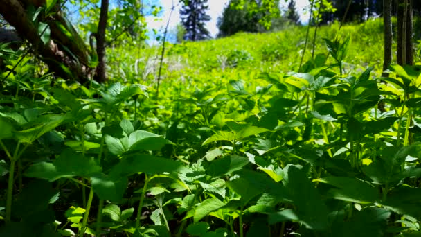 Viewpoint Dari Green Forest Floor Plants Close Lush Greenery Woodland — Stok Video