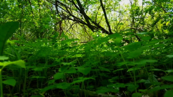 Synvinkel Gröna Skogen Golv Växter Close Frodig Grönska Skogs Kapell — Stockvideo