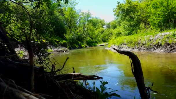 Hermoso Río Que Fluye Rodeado Árboles Forestales Verano Mirador Desde — Vídeo de stock