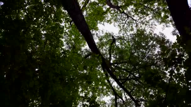 森林的低角度视图和蓝天与风吹 林地树木和绿叶随风流动的上行观点 — 图库视频影像