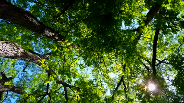 森林的低角度视图和蓝天与风吹 林地树木和绿叶随风流动的上行观点 — 图库视频影像