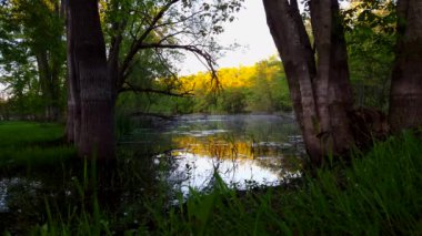 Sabah Güzel Gölet Su Orman ile çevrili. Foreground Yeşil Çim Sabah Çiy Sis ile Manzara Waterhole.