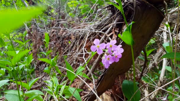 Mirador Flores Rosadas Suelo Del Bosque Verde Con Plantas Hasta — Vídeo de stock