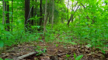 Gün yeşil orman Iç bakış açısı. Yemyeşil ağaçlar, bitkiler, ve Woodland Canopy altında yeşillik yaprakları
