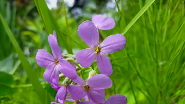 Primer Plano Flores Púrpuras Primer Plano Con Verde Exuberante Fondo — Vídeos de Stock
