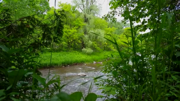 Hög Vinkel Utsikt Över Vackra Strömmande Floden Omgiven Skogsträd Sommaren — Stockvideo