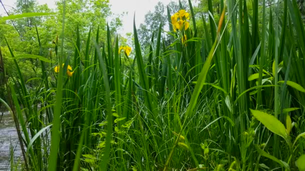 Mooie Stromende Rivier Met Mooie Gele Bloemen Voorgrond Zomer Gezichtspunt — Stockvideo