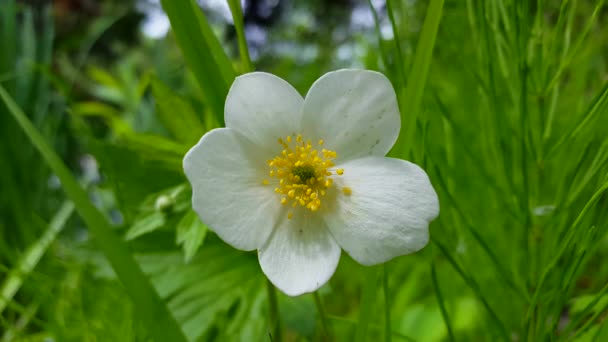 Primer Plano Flor Blanca Primer Plano Con Verde Exuberante Fondo — Vídeos de Stock