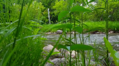 Yaz aylarında Orman Ağaçları ile Çevrili Arka Planda Güzel Akan Nehir ile Yemyeşil Bitkiler. Greenery River Shore Itibaren Bakış Açısı Woodland Tree Area Inside.