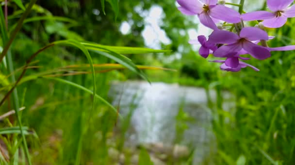 Hermoso Río Que Fluye Con Bonitas Flores Púrpuras Primer Plano — Vídeos de Stock