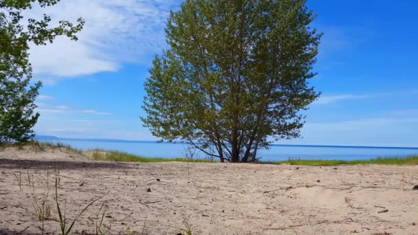 Beautiful Beach Shore Lush Green Trees Summer Day Sand Shoreline — Stock Video