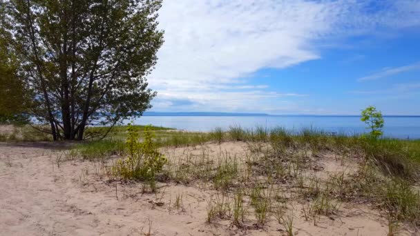 Gyönyörű Beach Shore Buja Zöld Fák Nyári Nap Homok Shoreline — Stock videók