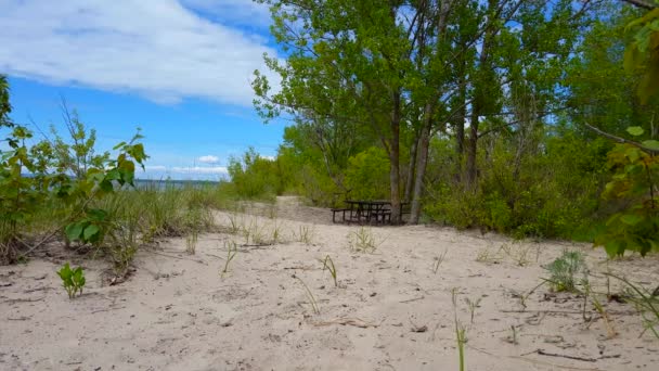 Bella Spiaggia Riva Con Rigogliosi Alberi Verdi Durante Giornata Estiva — Video Stock