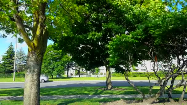 Vista Laterale Del Traffico Cittadino Guidare Con Alberi Verdi Lussureggianti — Video Stock