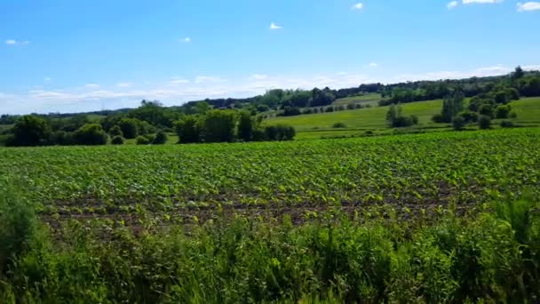 Cámara Pan Hermoso Exuberante Granja Agrícola Follaje Día Verano Campo — Vídeos de Stock