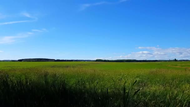 Overlooking Lush Rural Field Countryside Day Wind Blowing Long Grass — Stock Video