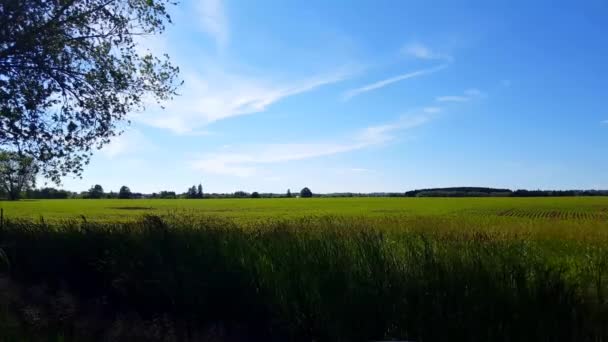 風が長い草を吹く日中の田舎の緑豊かな農村を見下ろす 昼間の国の美しい景観の自然 — ストック動画