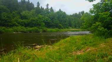 Yaz aylarında Orman ağaçları ile çevrili güzel akan nehir. Ağaç bakış manzara Woodland Tree Area Içinde nehir Shore çizgili.