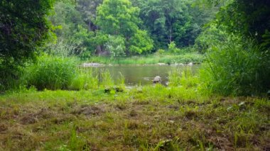 Yaz aylarında Orman ağaçları ile çevrili güzel akan nehir. Ağaç bakış manzara Woodland Tree Area Içinde nehir Shore çizgili.