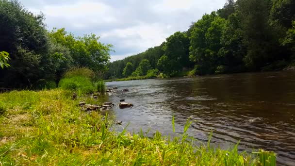 Schöner Fluss Der Sommer Von Waldbäumen Umgeben Ist Aussichtspunkt Vom — Stockvideo