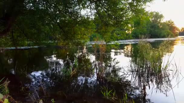 突き出た木と水上の反射を持つ池の眺め 湖畔の突出し 朝の澄んだ水の反射 — ストック動画