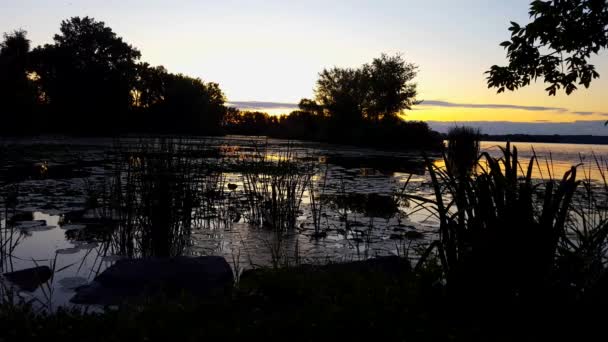 夏の穏やかな池と湖の日の出または日没の景色 夜明けや夕暮れの静かな牧歌的な自然景観 — ストック動画