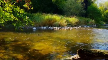 Kaya Nın Görünümü Yüzerek Büyük Balıkları Korkutarak Nehre At. Balık Yüzme Away ile Suya Taş Splashing Güzel Sahne.