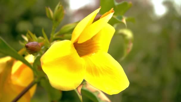 Yellow Orchid In The Nature — Stock Video