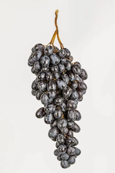 Grup Olgun varietal üzüm, şarap çeşitleri.