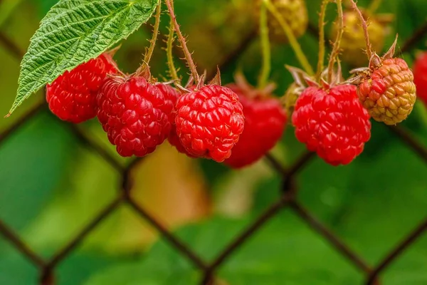 individual red raspberry berries, green leaves and red berry