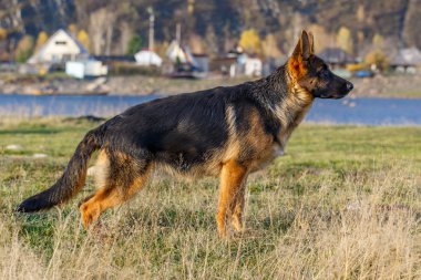            Aşağıdaki komutun yürütülmesi için hazır raf safkan köpek ayakta       