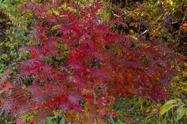 Olgun Tayga dağ kül kırmızı yapraklar, sonbahar çimleri sararmış..