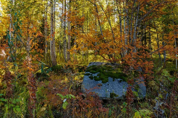 Натюрморт Желтые Листья Березах Природный Камень Площадь Падение — стоковое фото