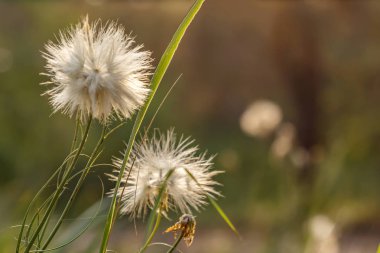 bulanık bir orman arka plan ve yeşil çimen, olgunlaşmış tohumlar üzerinde tek başına karahindiba çiçek Tüylerini Kabart