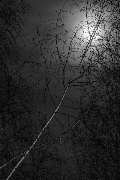 Zwart Wit Afbeeldingen Een Boomtak Achtergrondlicht Maan Nacht — Stockfoto