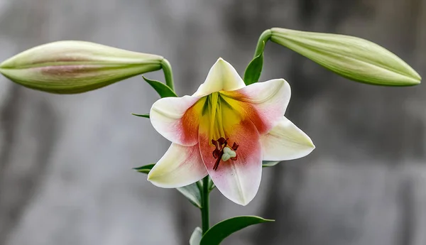 Bulanık gri arka plan üzerinde müstakil varietal daylily çiçek.