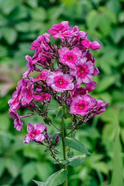 Flor Alta Calidad Phlox Fondo Verde Borroso Hierba Verde —  Fotos de Stock