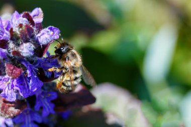 Ayrı ayrı çiçek nektarı toplamak bir çiçek arı çimlere bir bulanık yeşil arka plan üzerinde büyüyen.