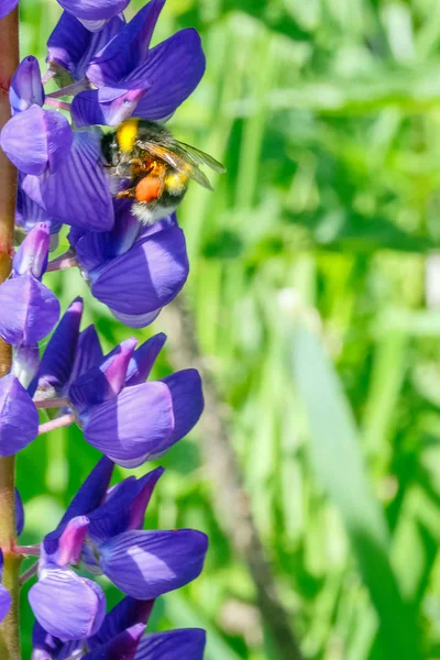 Macro.Separately Lupin çiçek mavi yeşil çimen, bulanık bir arka plan üzerinde bu böcek arı polen toplar.