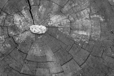 Ayrı ayrı yerde açıkça görülebilir ışık taş ağaç, eski bölüm üzerine yalan Ahşap yapı.